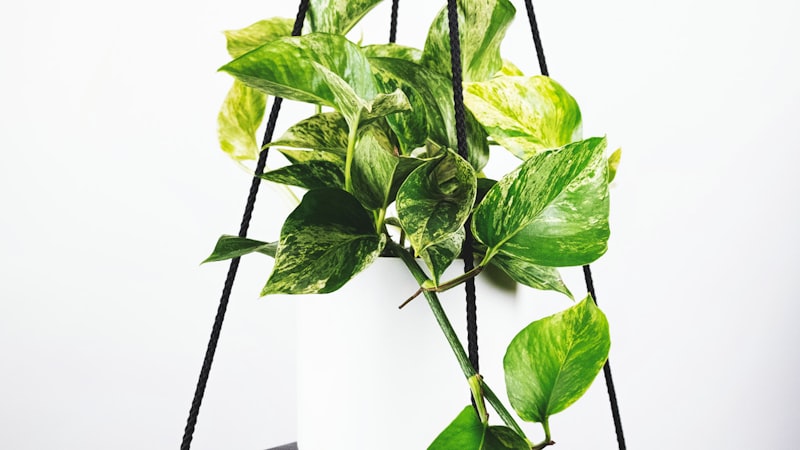 世界杯决赛直播画面：球员庆祝进球瞬间